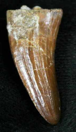 Cretaceous Fossil Crocodile Tooth - Morocco #25956